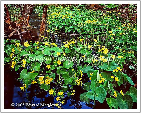 450225---Marsh marigolds, Rochester, MIchigan 